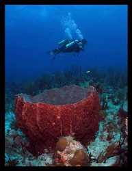 Divers and barrel sponge. by Juan Torres 